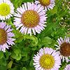 Erigeron glaucus - Fleabane