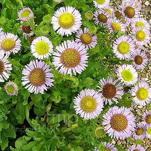 Erigeron glaucus (Fleabane)