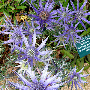 Eryngium bougatti - 'Picos Blue' (Eryngium)