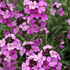 Erysimum linifolium - Bowles Mauve - Perennial Wallflower