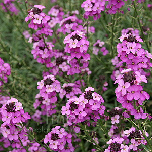 Erysimum linifolium - 'Bowles Mauve' (Perennial Wallflower)