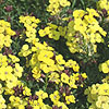 Erysimum Moonlight - Alpine Wallflower