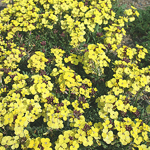 Erysimum Moonlight (Alpine Wallflower)