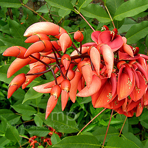 Erythrina crista-galli (Coral Tree)