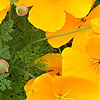 Escholtzia californica - Californian Poppy, Escholtzia