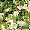 Eucryphia X  nymansanensis