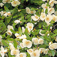 Eucryphia X  nymansanensis