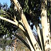 Eucalyptus dalrympleana - Mountain Gum