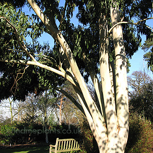 Eucalyptus dalrympleana (Mountain Gum)