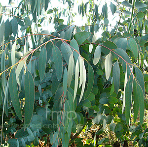 Eucalyptus perriniana (Spinning Gum)