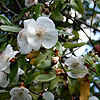 Eucryphia x intermedia - Rostrevor