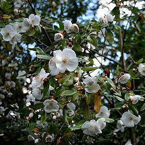 Eucryphia x intermedia - 'Rostrevor'