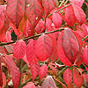 Euonymus elatus - Compactus