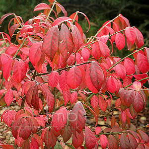 Euonymus elatus - 'Compactus'