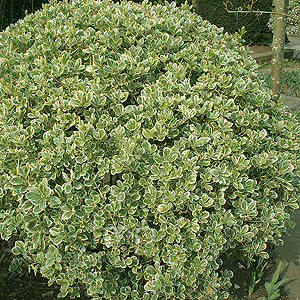 Euonymus japonicus (Ornamental Spindle)