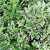 Euonymus microphyllus