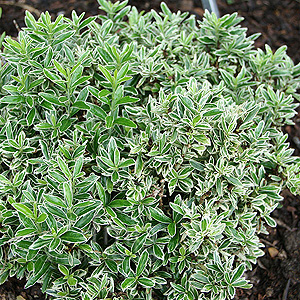 Euonymus microphyllus