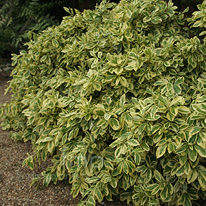 Euonymus radicans - 'Variegata'