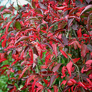 Euonymus europaeus - 'Red Cascade' (Ornamental Spindle)