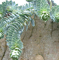 Euphorbia myrsinites