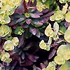 Euphorbia amygdaloides - Purpurea - Spurge, Euphorbia