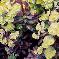 Euphorbia amygdaloides - 'Purpurea' (Spurge, Euphorbia)