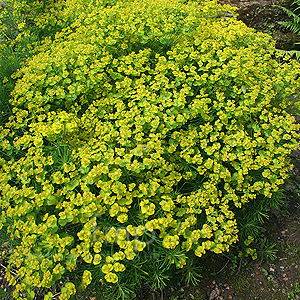 Euphorbia cyparissias: Information, Pictures & Cultivation Tips