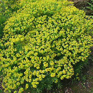 Euphorbia cyparissias