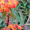 Euphorbia griffithii - Dixter - Spurge