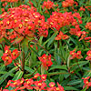 Euphorbia griffithii - Fireglow - Spurge