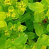 Euphorbia pilosa - Major