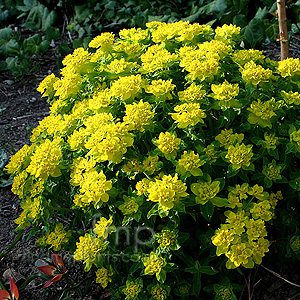 Euphorbia polychroma (Spurge)