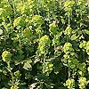 Euphorbia amygdaloides - Robbiae - Wood Spurge