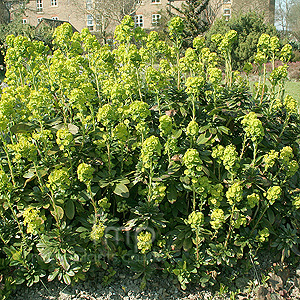 Euphorbia amygdaloides - 'Robbiae' (Wood Spurge)