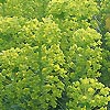 Euphorbia characias - wulfenii - Spurge