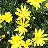 Euryops pectinatus