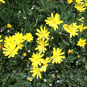 Euryops pectinatus