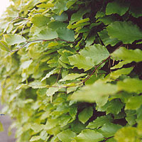 Fagus sylvatica (Common Beech, Fagus)