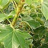 Fatshedera lizei - Variegata - Variegated Tree Ivy