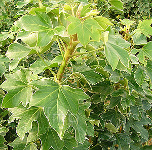 Fatshedera lizei - 'Variegata' (Variegated Tree Ivy)