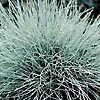 Festuca glauca - Blue fescue