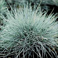 Festuca glauca (Blue Fescue)