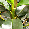 Ficus rubignosa - Ficus, Rubber Tree
