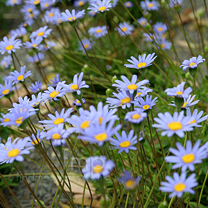 Felicia amelloides (Blue Daisy, Blue Felicia)