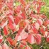 Fothergilla major - Witch Alder