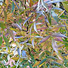 Fraxinus angustifolia - Raywood - Ash