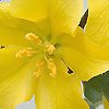 Fremontodendron californicum