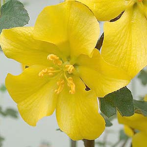 Fremontodendron californicum