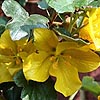 Fremontodendron California Glory - Flannel Bush