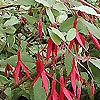 Fuchsia magellanica - Versicolor - Ladys Eardrops